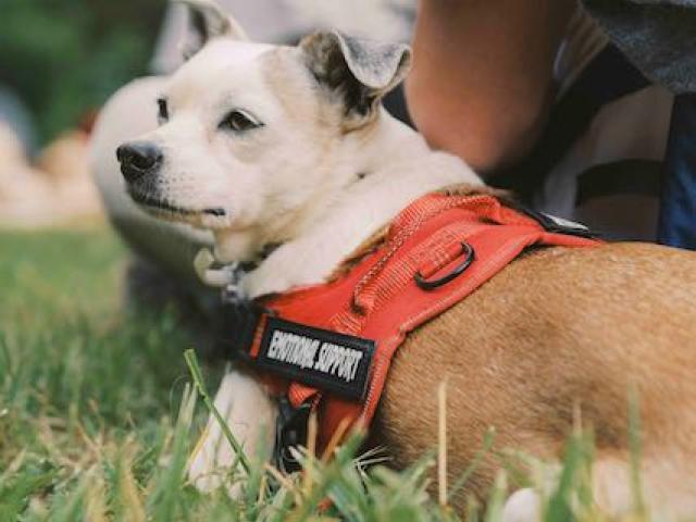 Biscuit, emotional support